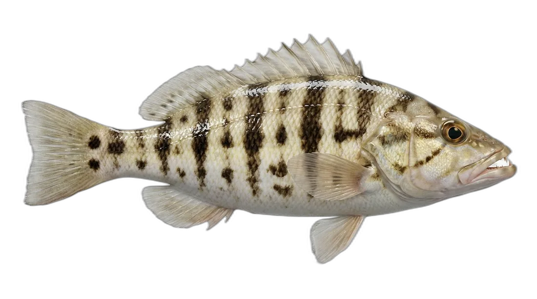 Sand Perch