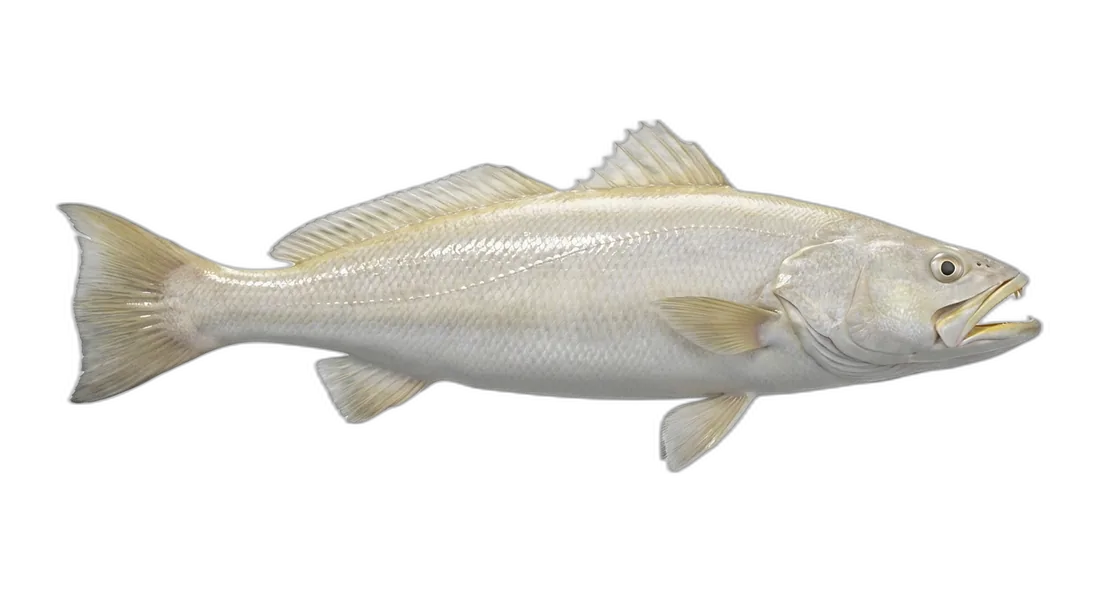 Sand Seatrout