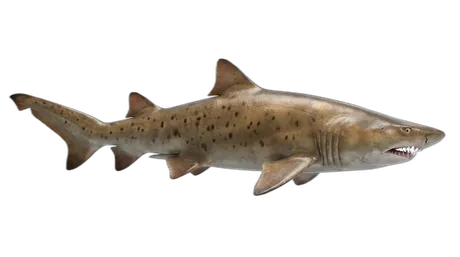 Sand Tiger Shark