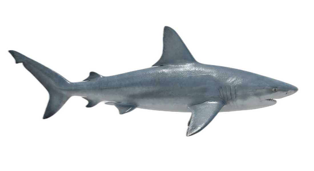 Sandbar Shark
