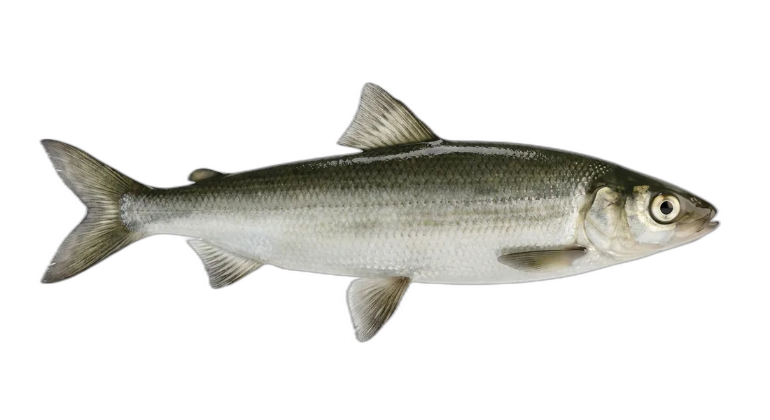 Sardine Cisco