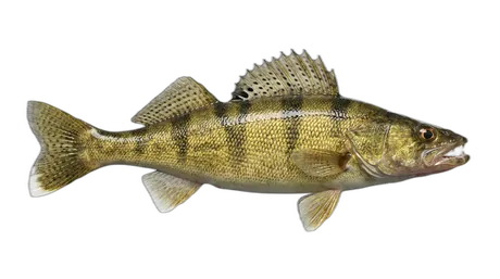 Sauger