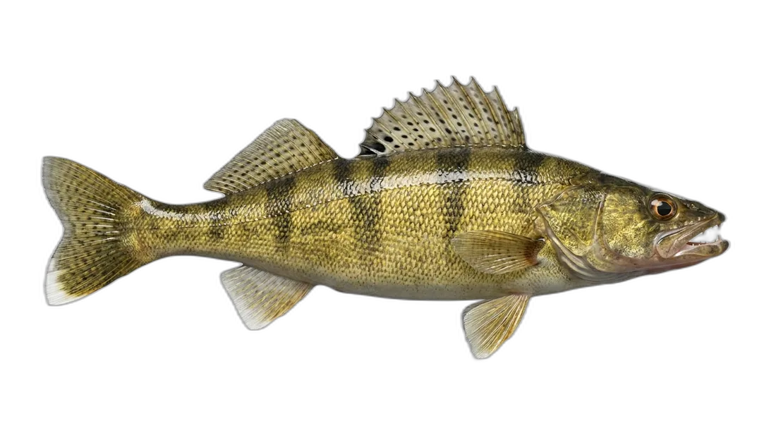 Sauger