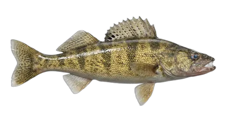 Saugeye