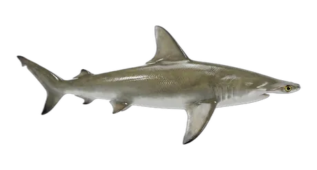 Scalloped Hammerhead Shark
