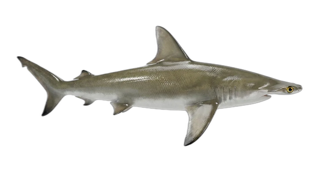 Scalloped Hammerhead Shark