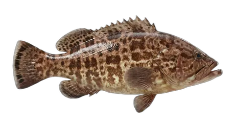 Scamp Grouper