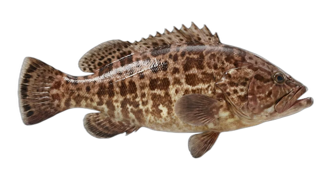 Scamp Grouper