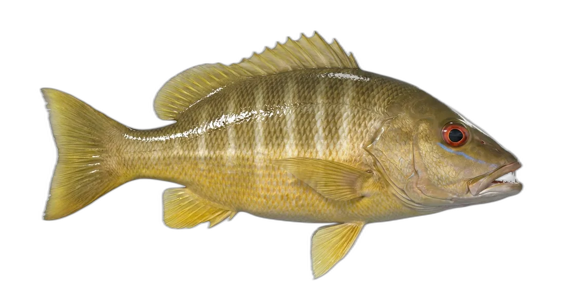 Schoolmaster Snapper