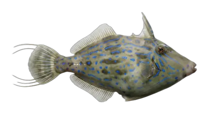 Scrawled Filefish