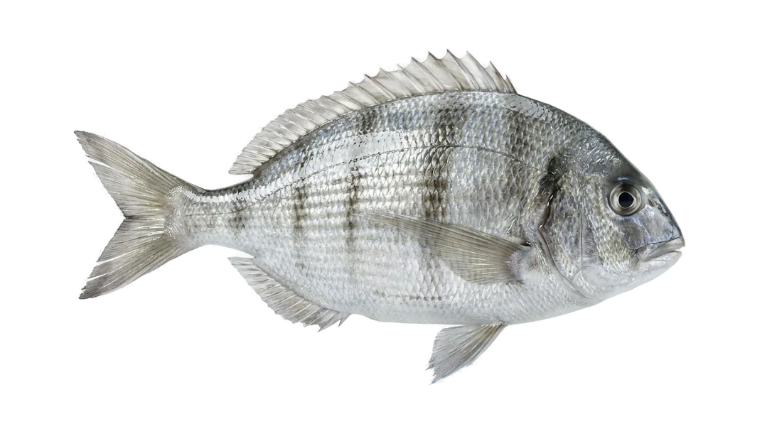 Scup