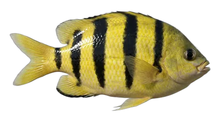Sergeant Major