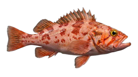 Sharpchin Rockfish