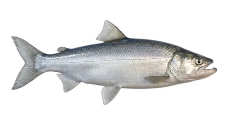 Sheefish