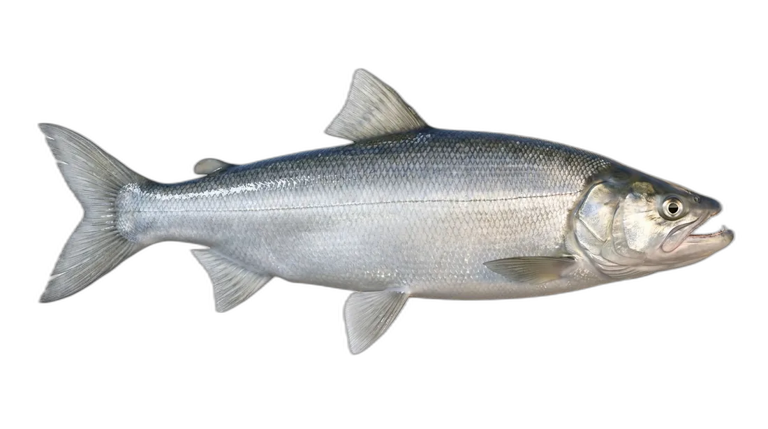 Sheefish