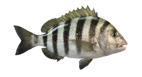 Sheepshead