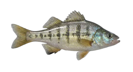 Shiner Perch