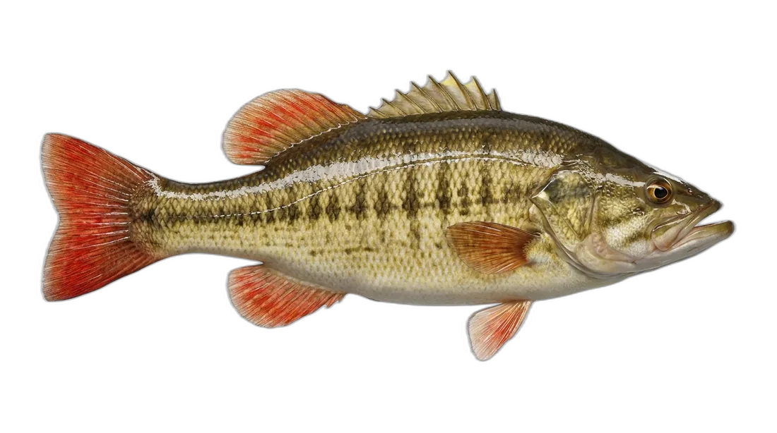Shoal Bass