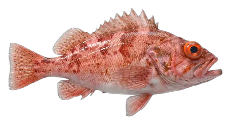Shortbelly Rockfish