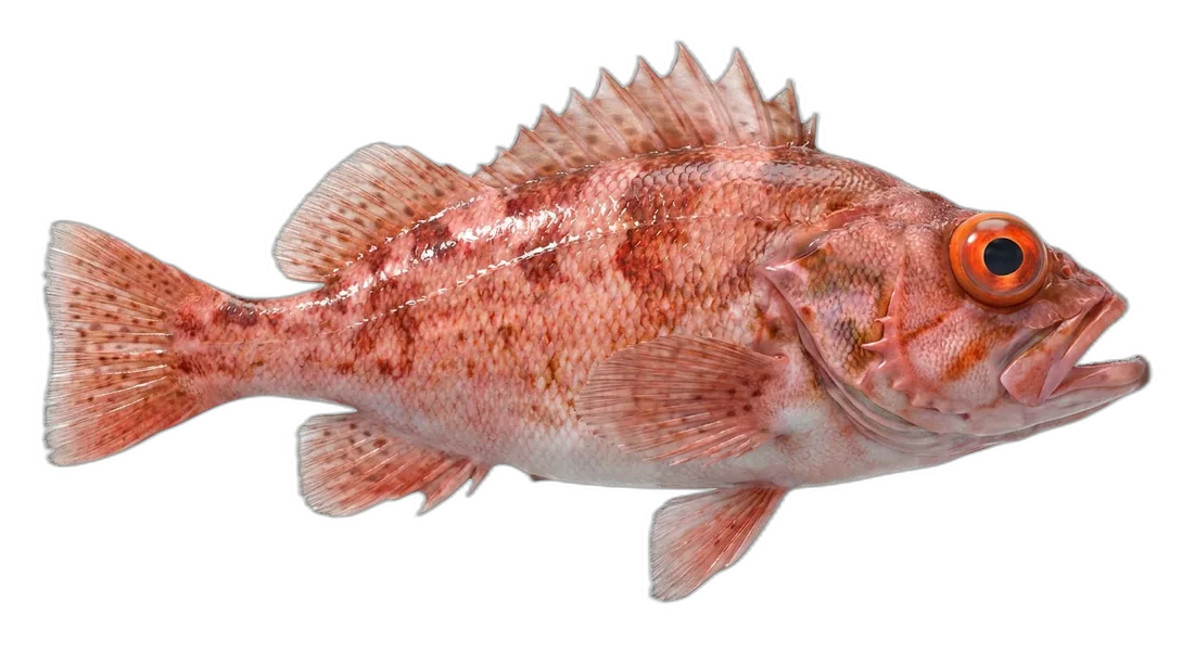 Shortbelly Rockfish