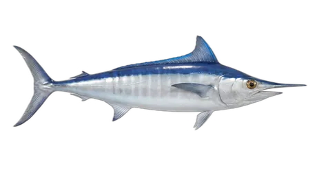 Shortbill Spearfish