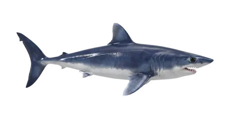 Shortfin Mako