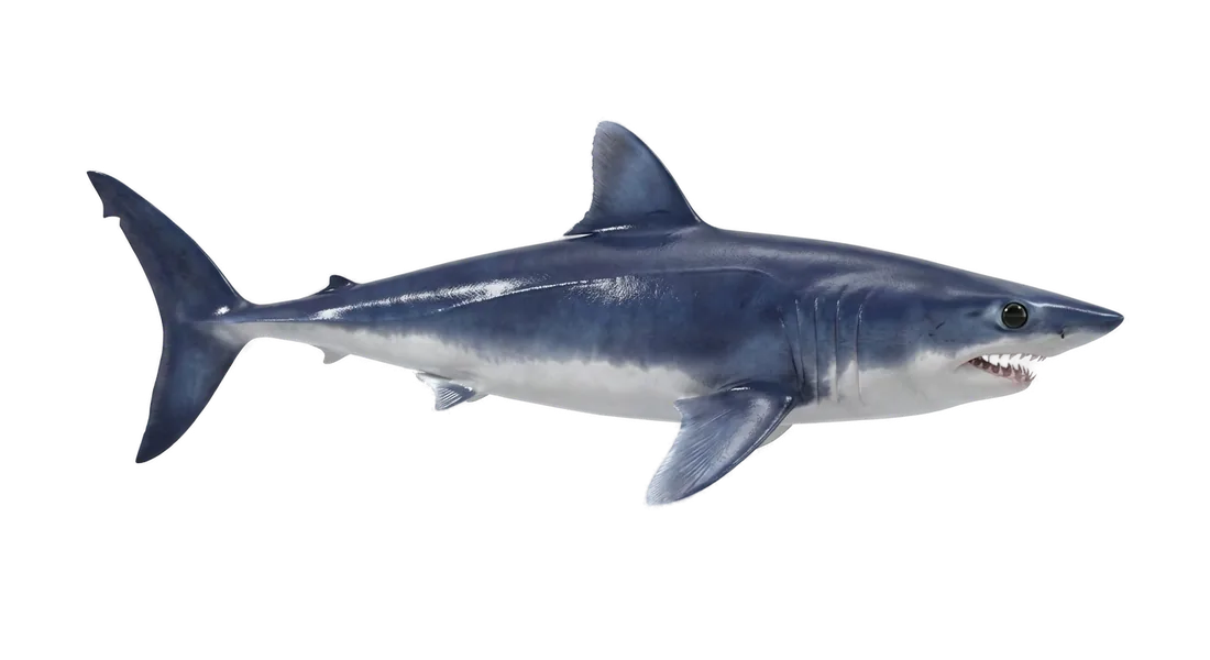 Shortfin Mako