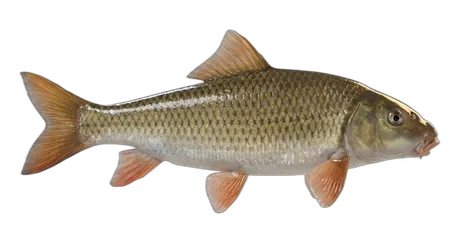 Shorthead Redhorse