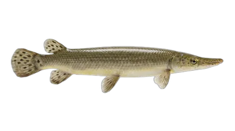 Shortnose Gar