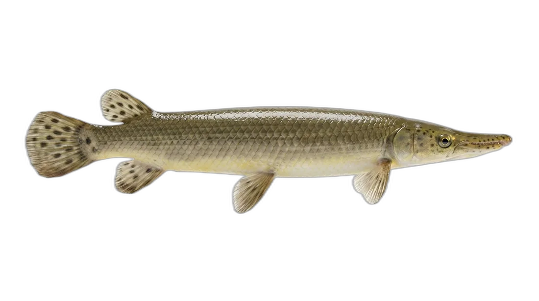 Shortnose Gar