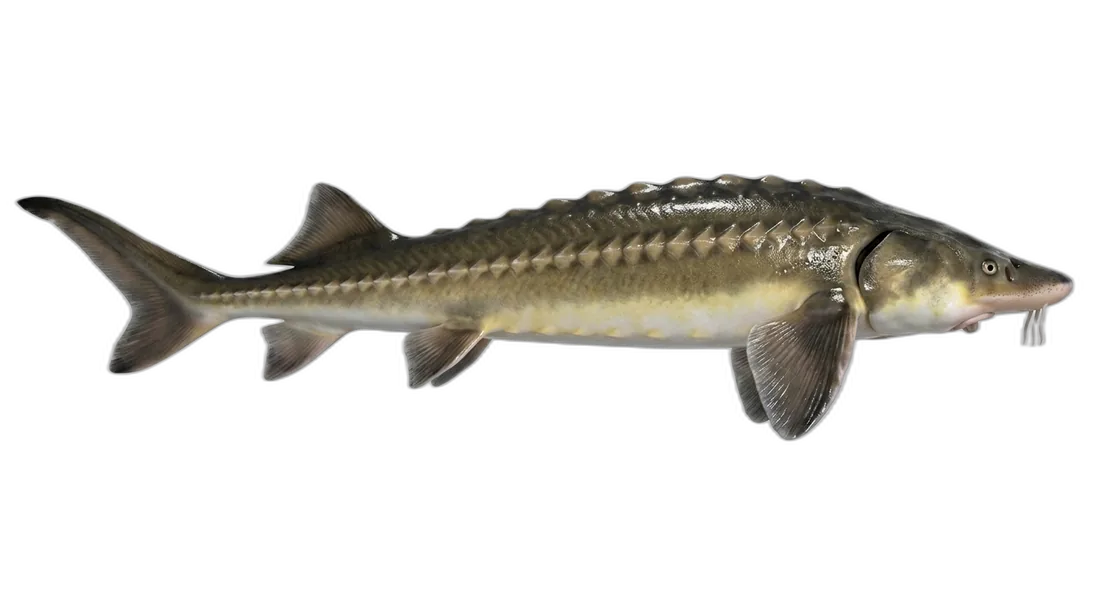 Shortnose Sturgeon