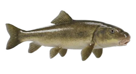 Shortnose Sucker