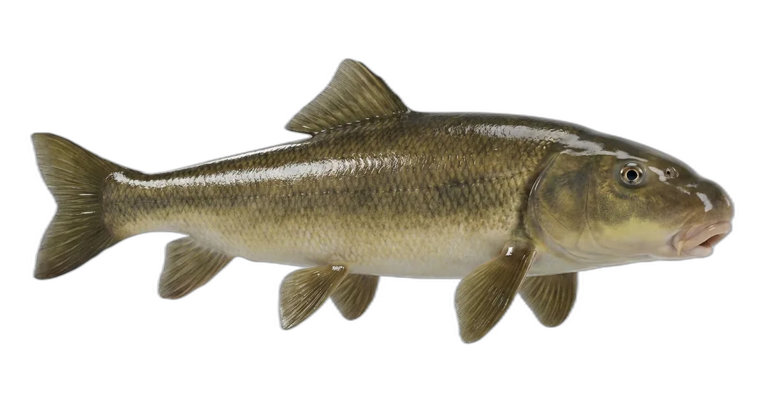 Shortnose Sucker
