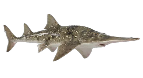 Shovelnose Guitarfish