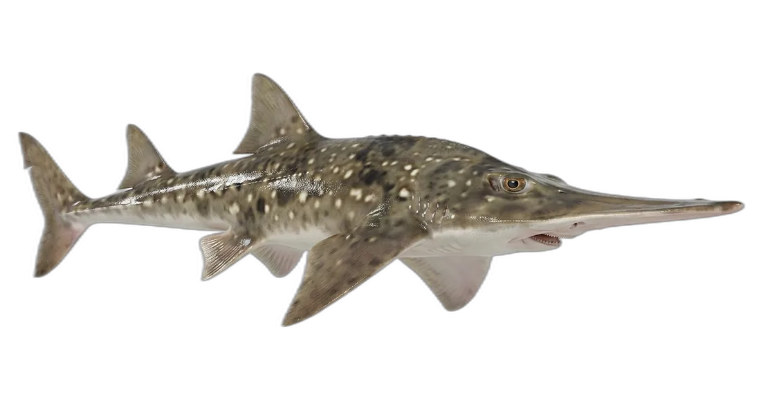 Shovelnose Guitarfish
