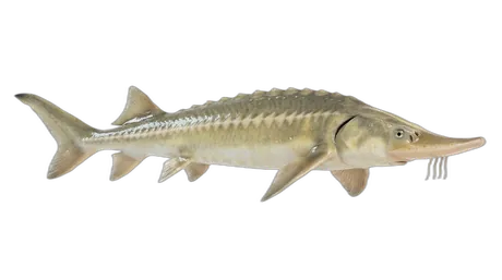 Shovelnose Sturgeon