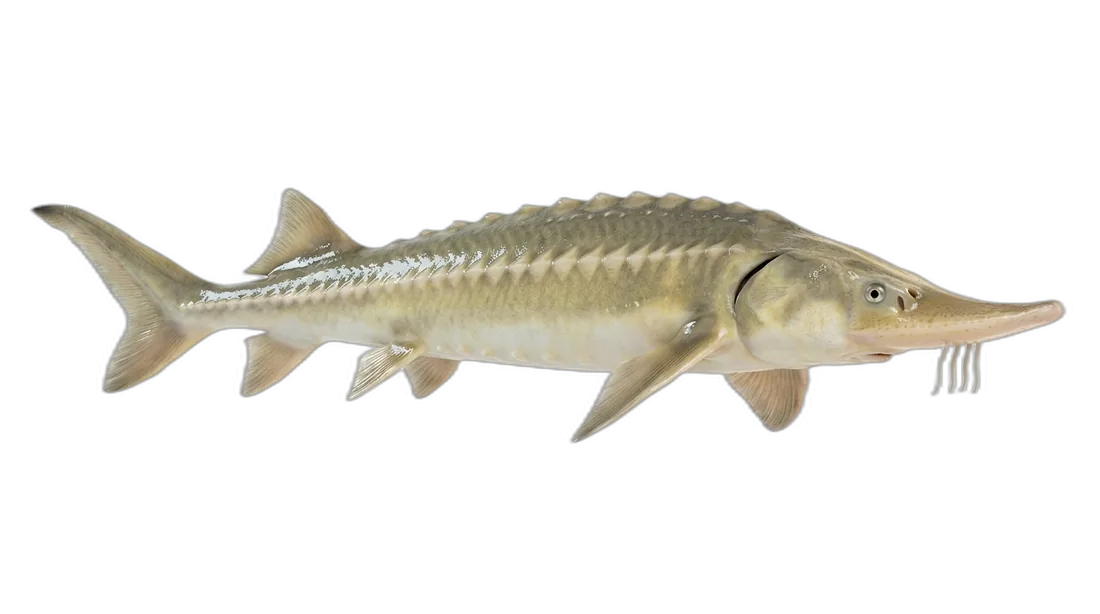 Shovelnose Sturgeon