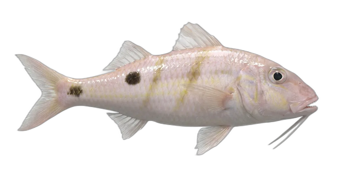 Sidespot Goatfish