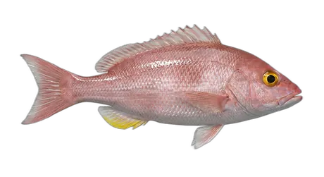 Silk Snapper