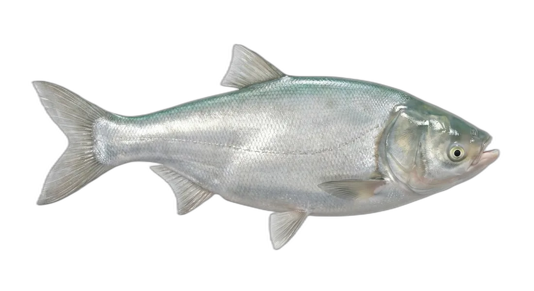 Silver Carp