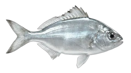 Silver Mojarra
