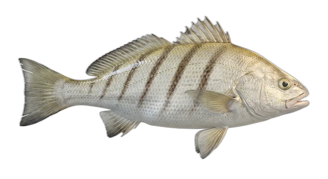 Silver Perch