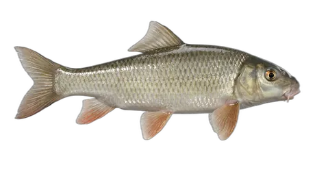 Silver Redhorse