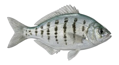 Silver Surfperch