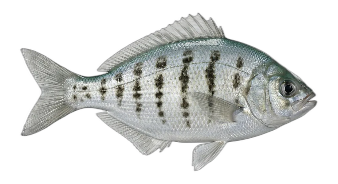Silver Surfperch