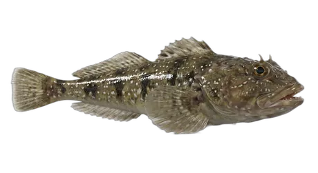 Silverspotted Sculpin