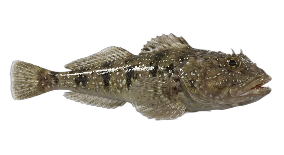 Silverspotted Sculpin