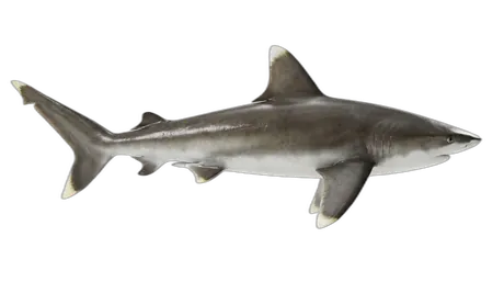 Silvertip Shark