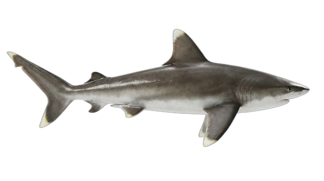 Silvertip Shark