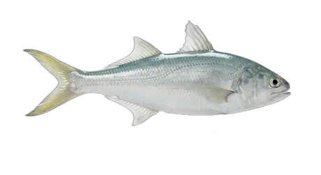 Sixfinger Threadfin